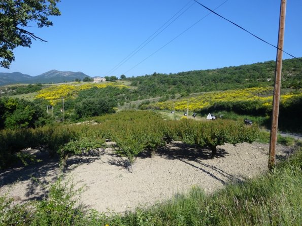 DSC00917